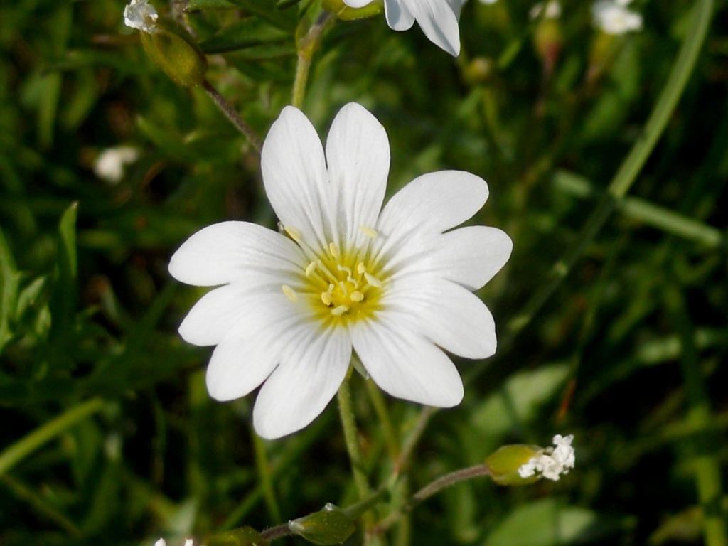 Fiore bianco 2 - Cerastium cfr. ligusticum